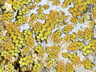 夏威夷热带植物园