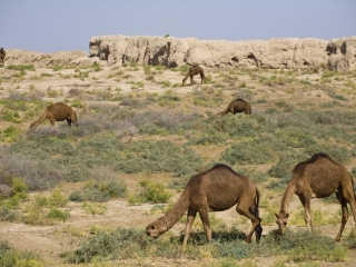古梅尔夫国家历史文化公园