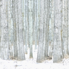 水牛、站立、雪中、白杨、麋鹿、岛屿、国家公园、艾伯塔省、加拿大_7444