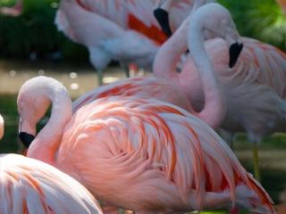 卡尔加里动物园