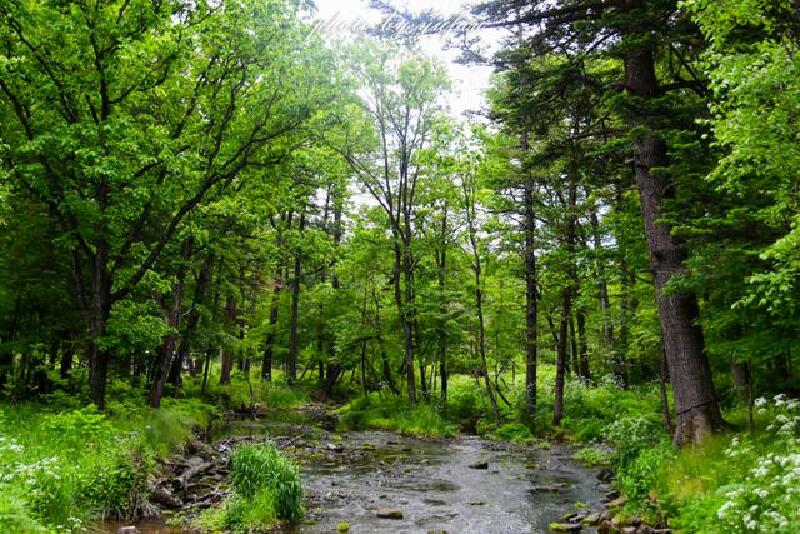 露水河原始森林狩猎场,全国都酷热难挡,这里却一片清凉_长白山西景区
