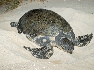 德纳姆海洋公园