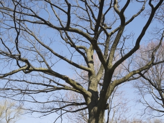 蒙特利尔植物园