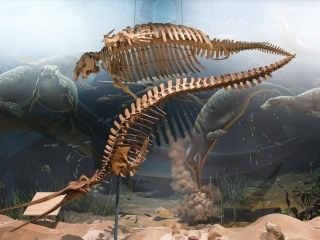 美国自然历史博物馆