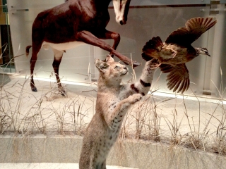 美国自然历史博物馆