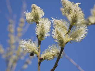 蒙特利尔植物园