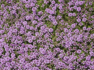 蒙特利尔植物园