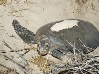 德纳姆海洋公园