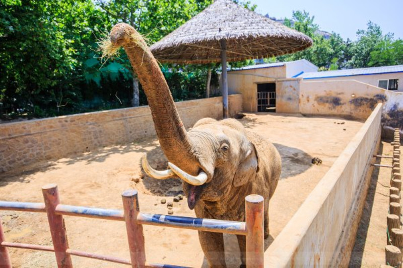 熊樂園:熊樂園位於威海神鵰山野生動物園第