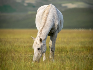 翁布里亚和马尔凯