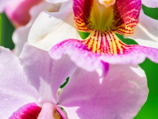 新加坡国家兰花园