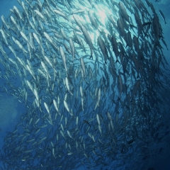 环绕、鱼群、鲹、深海、高处、自由、残骸、巴厘岛、印度尼西亚_11134