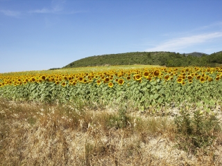 阿尔勒向日葵花田
