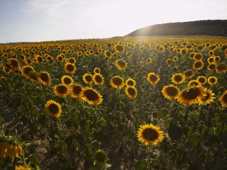 阿尔勒向日葵花田