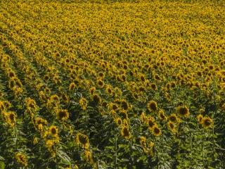 阿尔勒向日葵花田