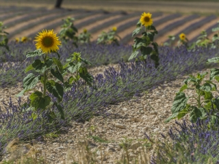 阿尔勒向日葵花田