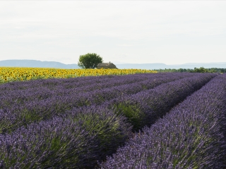 阿尔勒向日葵花田