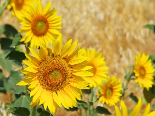 阿尔勒向日葵花田