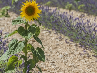 阿尔勒向日葵花田