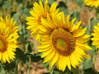 阿尔勒向日葵花田