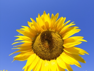 阿尔勒向日葵花田