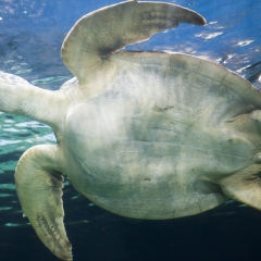 海龟、温哥华水族馆、温哥华、不列颠哥伦比亚省、加拿大_12108