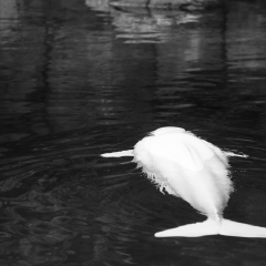加拿大、温哥华水族馆、白鲸_12113