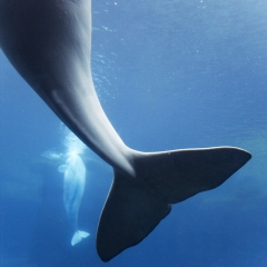 白鲸、温哥华水族馆、史坦利公园、温哥华、不列颠哥伦比亚省、加拿大_12111