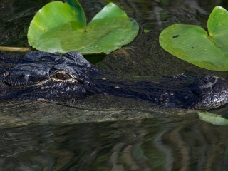 大沼泽地国家公园