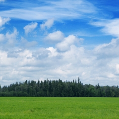 绿色的草地和树木_13077