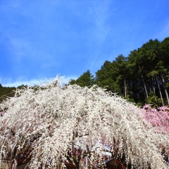 奈良县、日本_13441