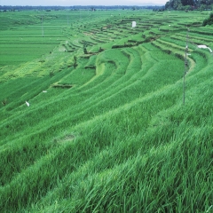 印尼巴厘岛_13783