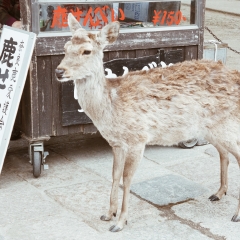 日本奈良小鹿_13432