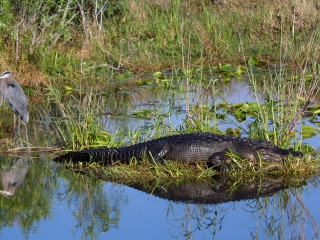 大沼泽地国家公园