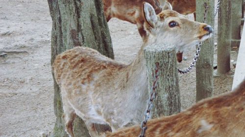 本州半自助双古都8日游 2天自由活动 南京往返