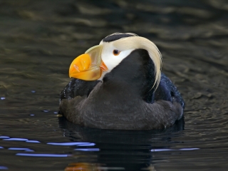 阿拉斯加动物园