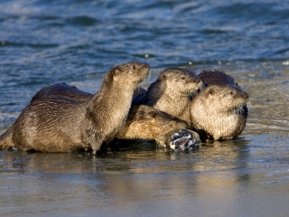 阿拉斯加动物园