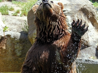 阿拉斯加动物园