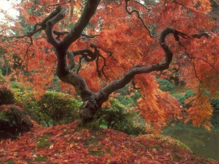 波特兰日本花园
