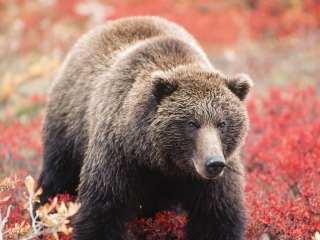阿拉斯加动物园