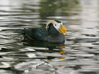 阿拉斯加动物园