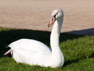 枫丹白露宫花园