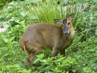 萨尔茨堡动物园