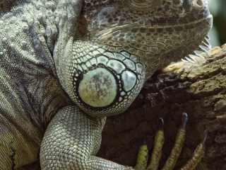 萨尔茨堡动物园