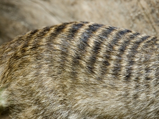 萨尔茨堡动物园