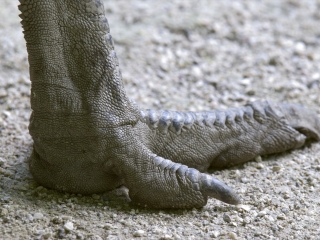 萨尔茨堡动物园