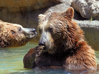 阿拉斯加动物园