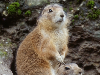 萨尔茨堡动物园