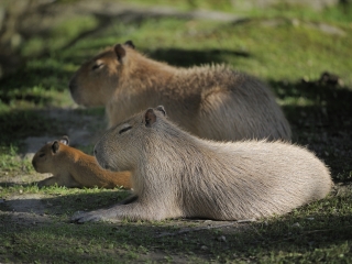 萨尔茨堡动物园