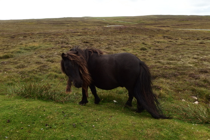 苏格兰之光42矮脚马失望小渔船翻山